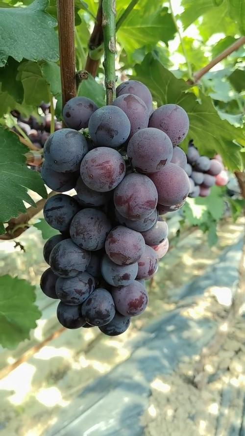 露地葡萄种植技术视频