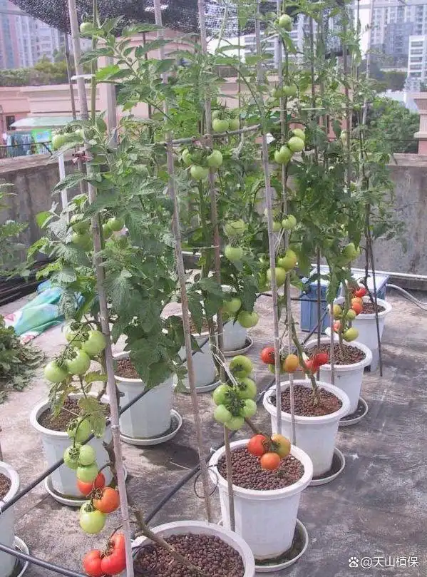 番茄的种植方法