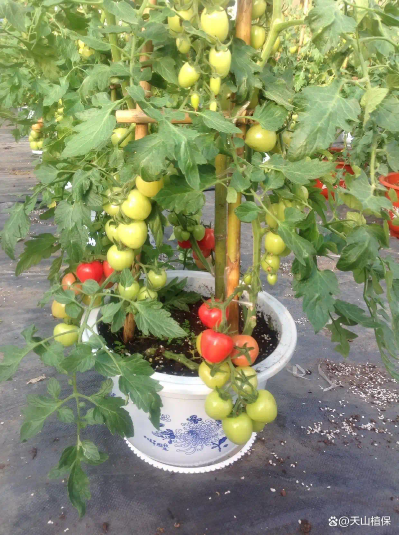 番茄的种植方法