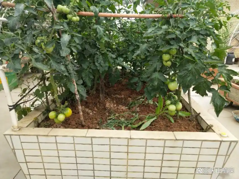 番茄的种植方法