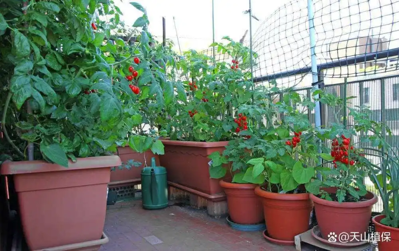 番茄的种植方法