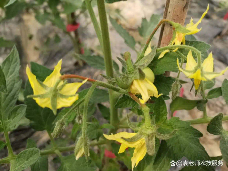 番茄的种植方法