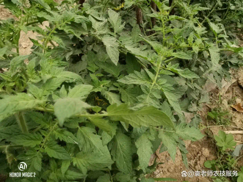 番茄的种植方法