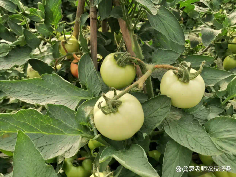 番茄的种植方法