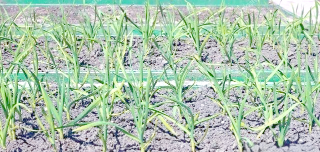 大蒜栽培技术详解：从整地施肥到地膜覆盖，助你成为大蒜种植行家