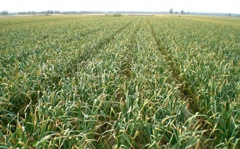 大蒜覆膜种植技术