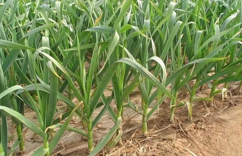 大蒜覆膜种植技术