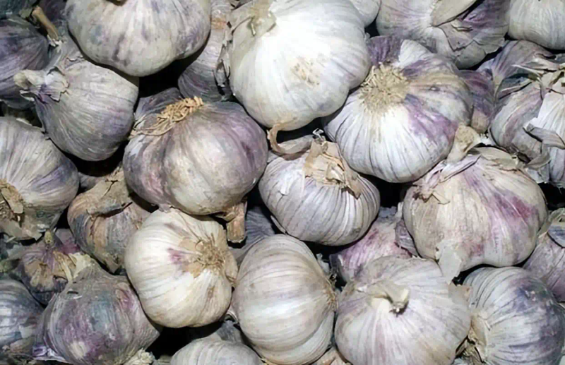 大蒜覆膜种植技术