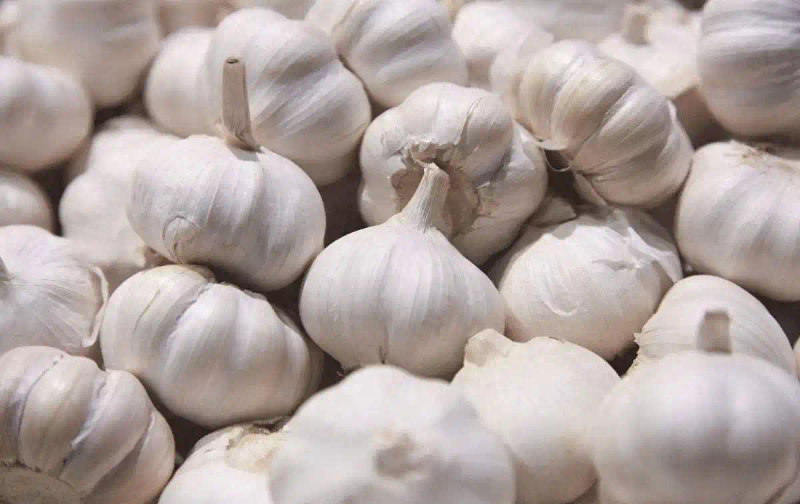 大蒜覆膜种植技术