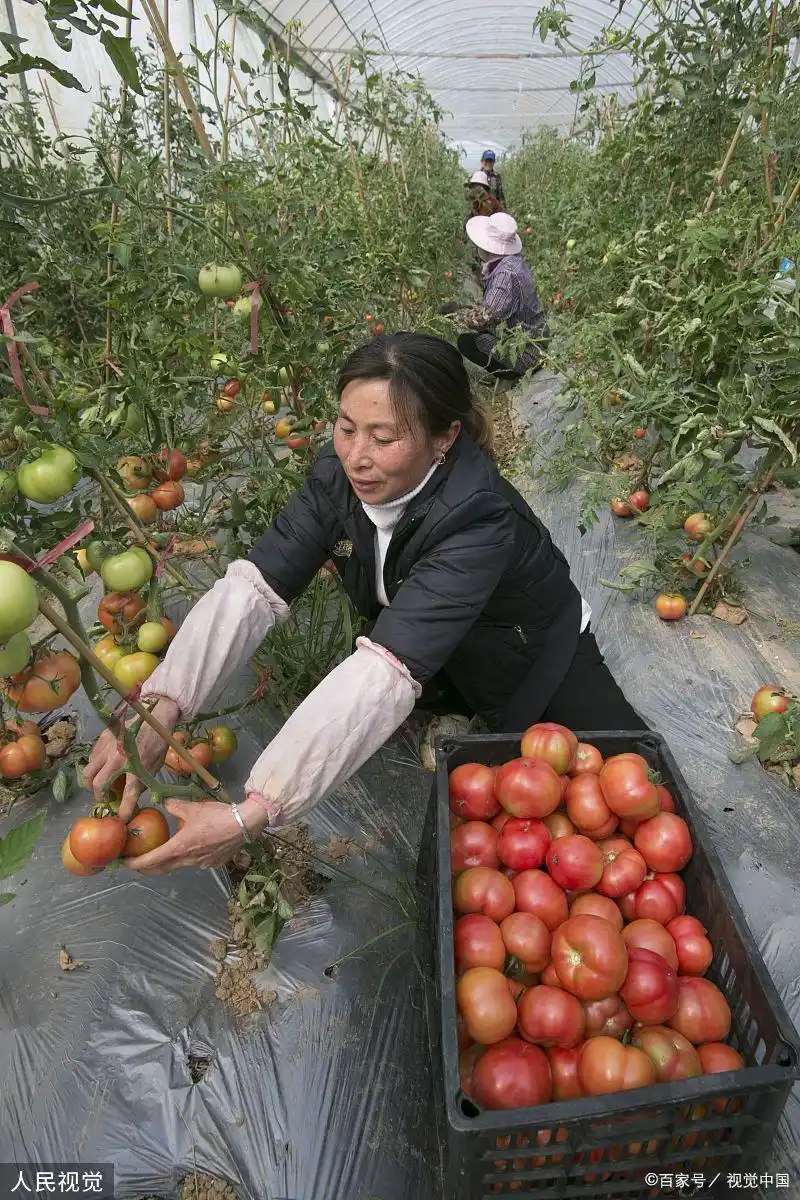 番茄的种植方法