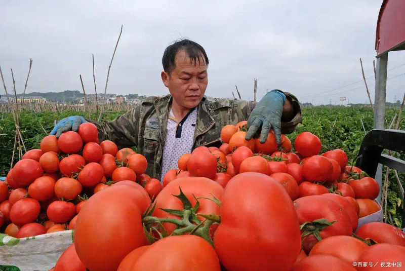 番茄的种植方法