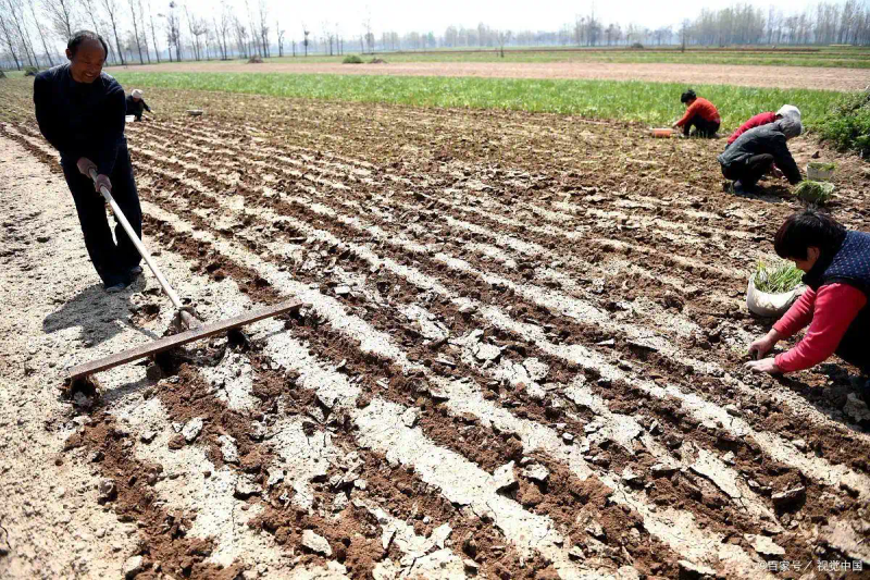 大蒜覆膜种植技术