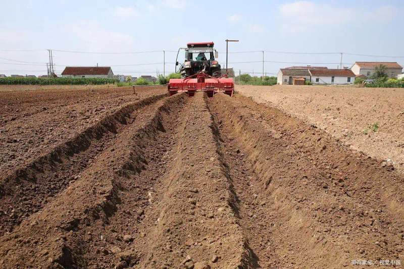 大蒜覆膜种植技术