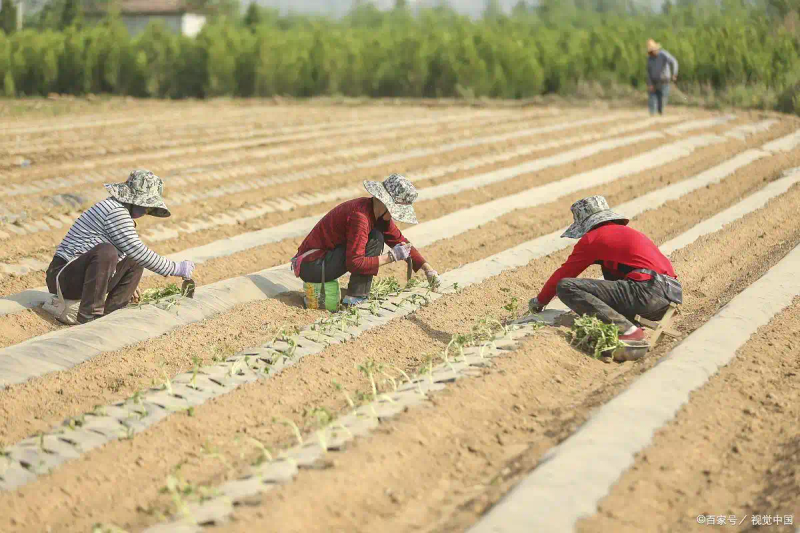 大蒜覆膜种植技术