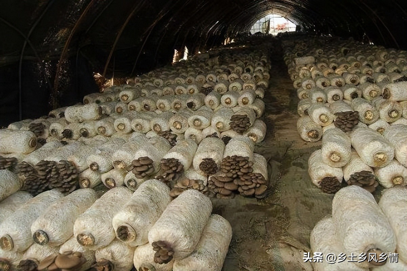 最新平菇种植技术
