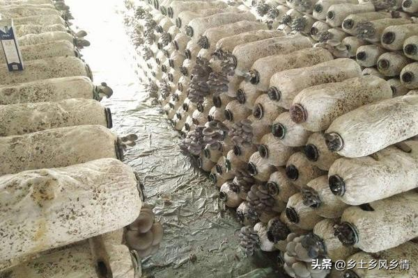 最新平菇种植技术