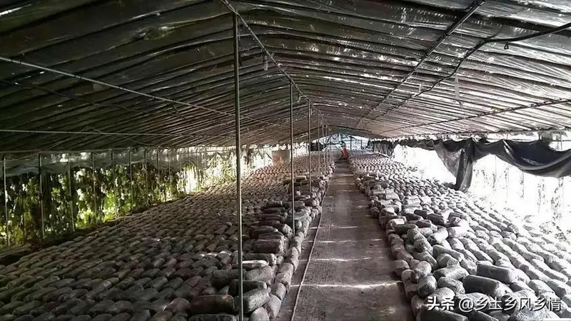 最新平菇种植技术