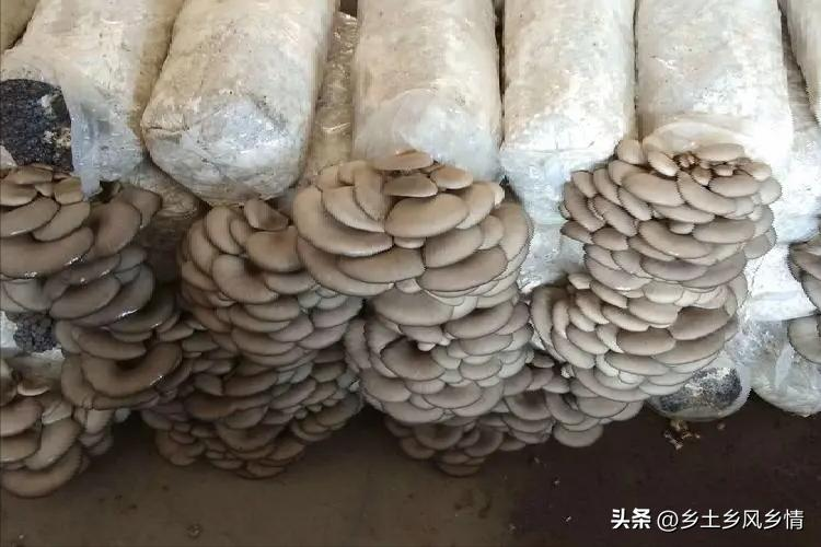 最新平菇种植技术