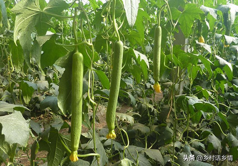 无蔓南瓜种植技术