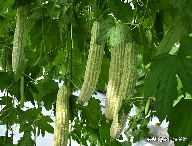 无蔓南瓜种植技术