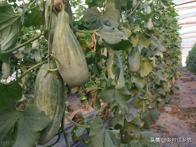 无蔓南瓜种植技术