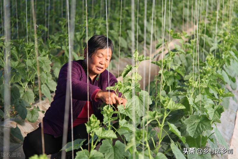 无蔓南瓜种植技术