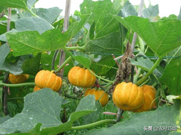 无蔓南瓜种植技术