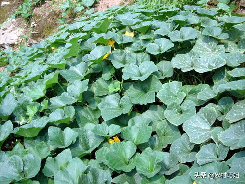 无蔓南瓜种植技术