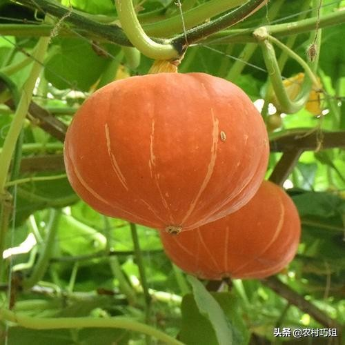 无蔓南瓜种植技术