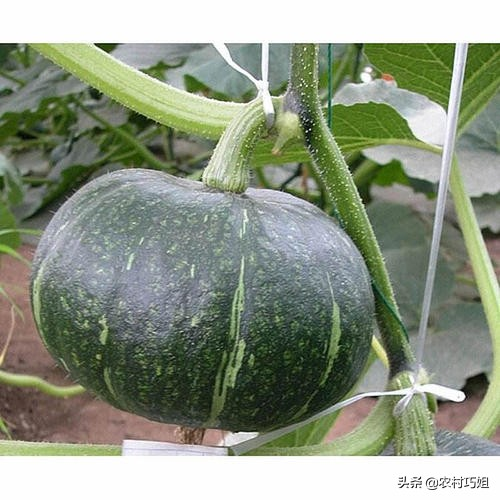 无蔓南瓜种植技术