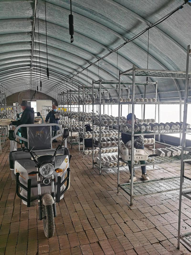 最新平菇种植技术