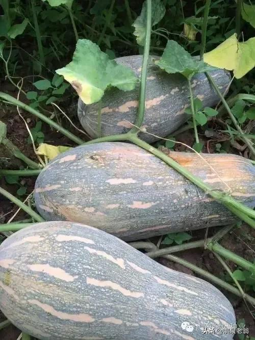 无蔓南瓜种植技术