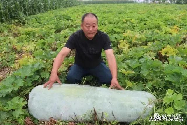 无蔓南瓜种植技术