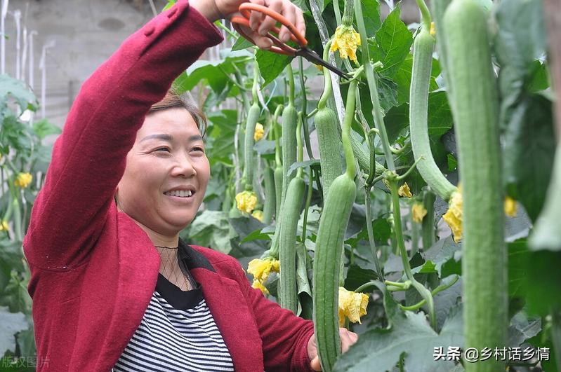 无蔓南瓜种植技术