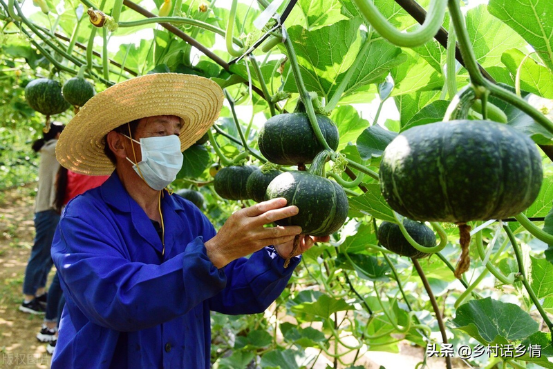 无蔓南瓜种植技术