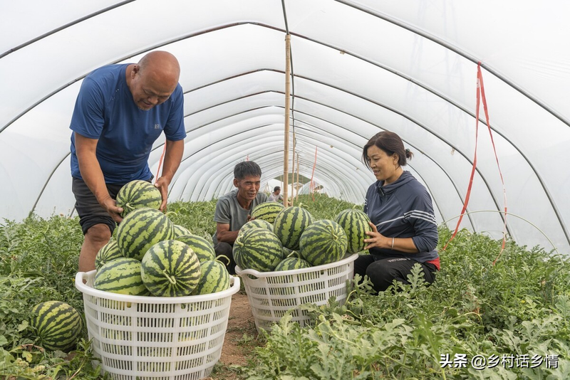 无蔓南瓜种植技术