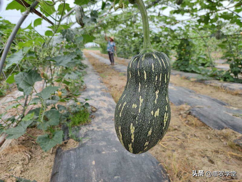 无蔓南瓜种植技术