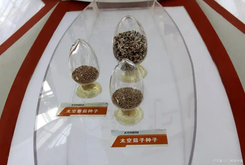 番茄的种植方法