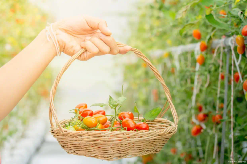 番茄的种植方法