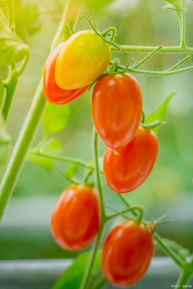 番茄的种植方法