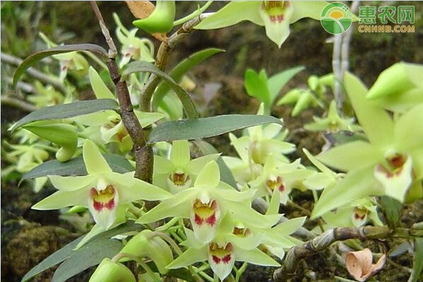 石斛盆景怎么种植方法