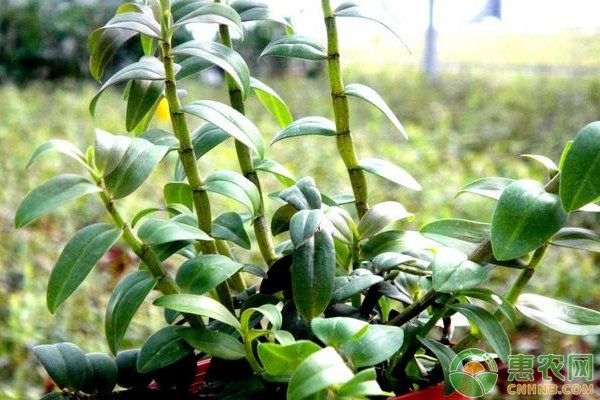 石斛盆景怎么种植方法