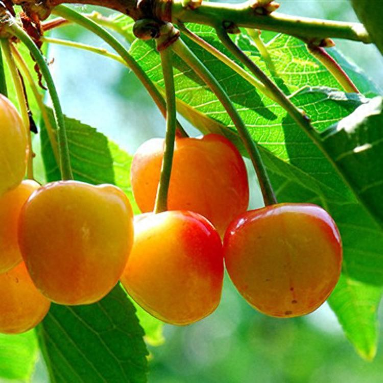 矮化一根棍种植鲁樱五号{辉煌1-5}樱桃树苗技术，哪里有基地批发