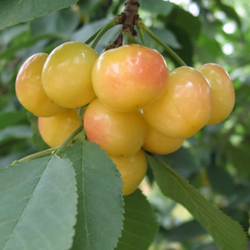 樱桃树苗的种植方法