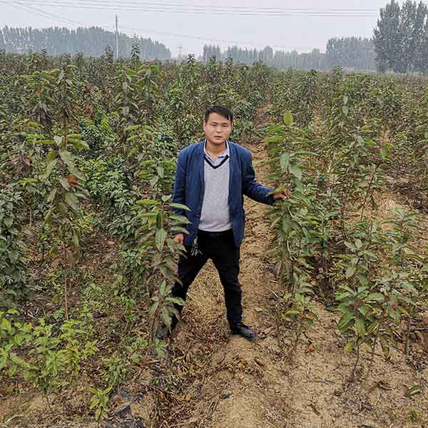 樱桃树苗的种植方法