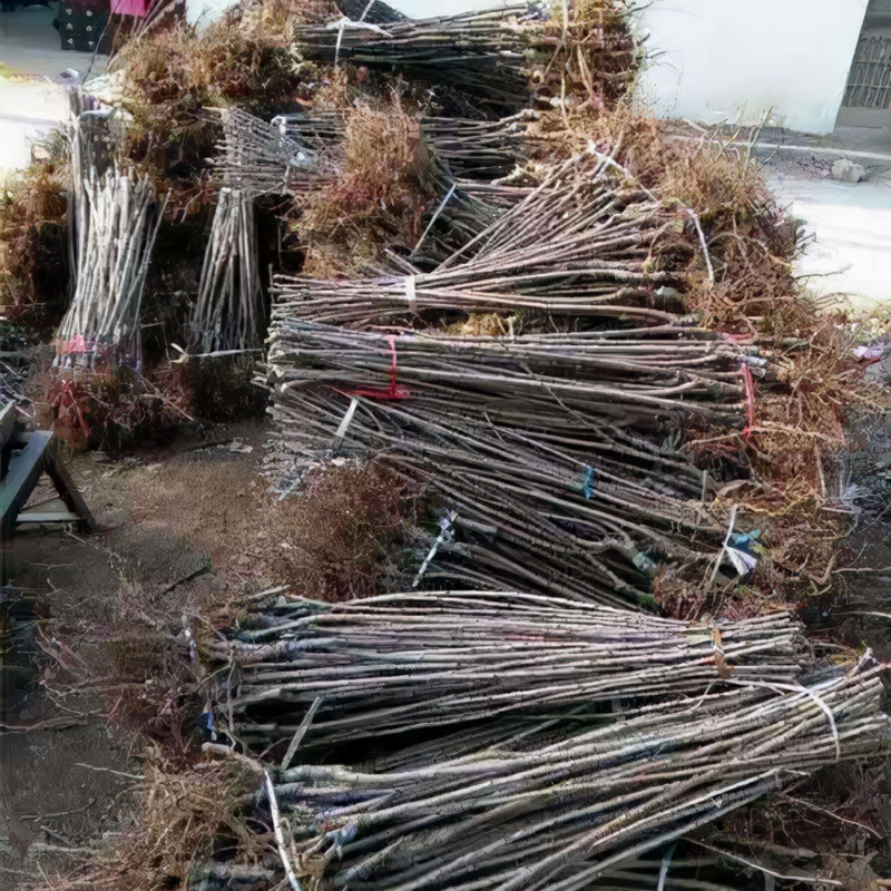 樱桃树苗的种植方法