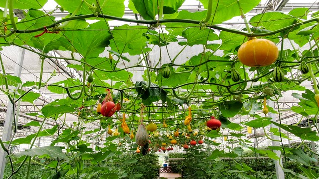 无蔓南瓜种植技术