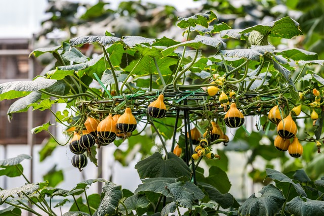 无蔓南瓜种植技术