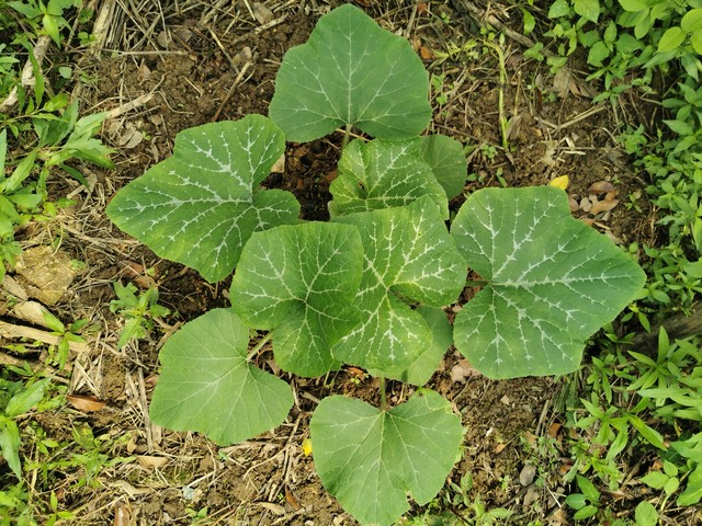 无蔓南瓜种植技术