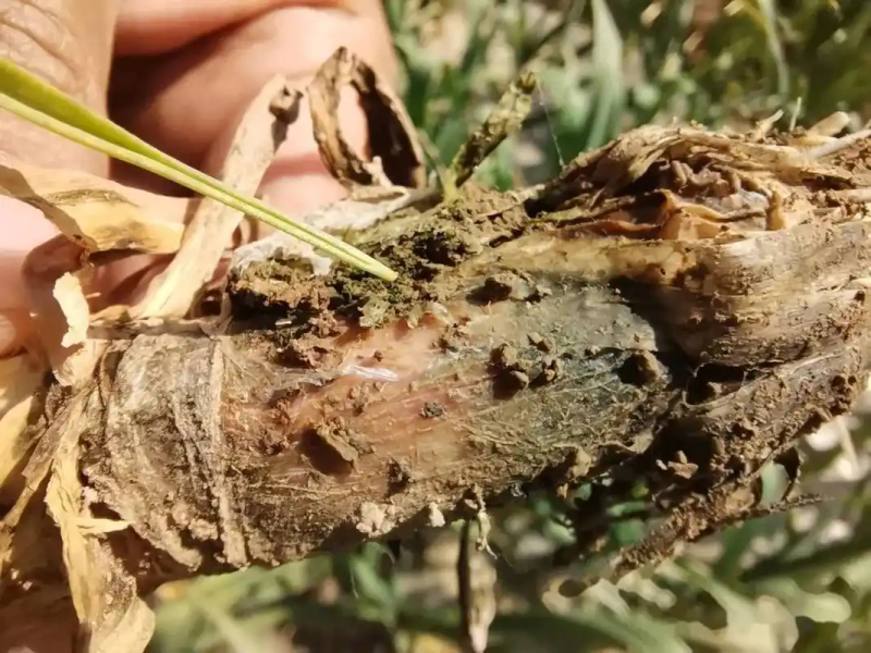 大蒜覆膜种植技术